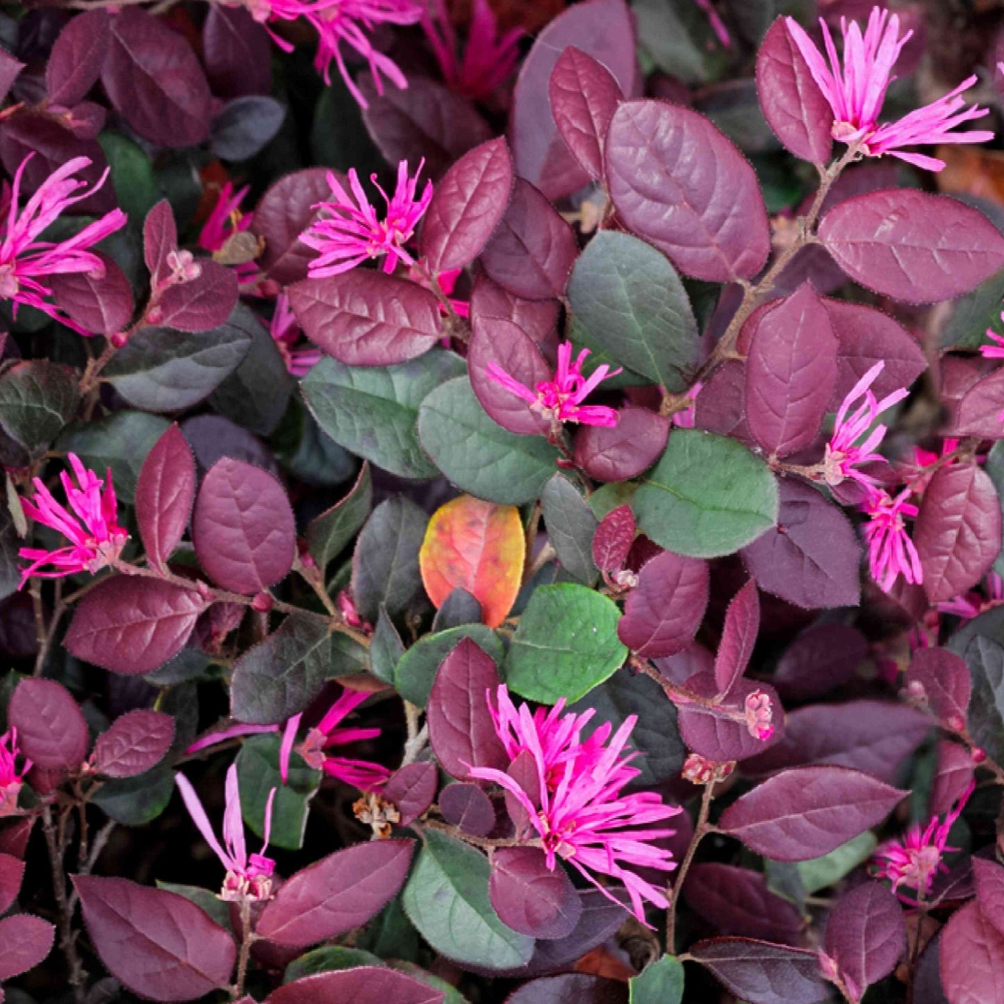 Loropetalum Chinese Fringe All Time Flowering Live Plant
