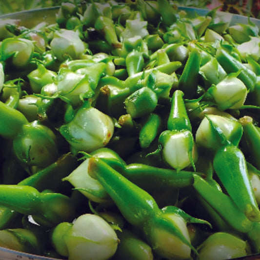 Organic Clove Beans Seeds - Open Pollinated