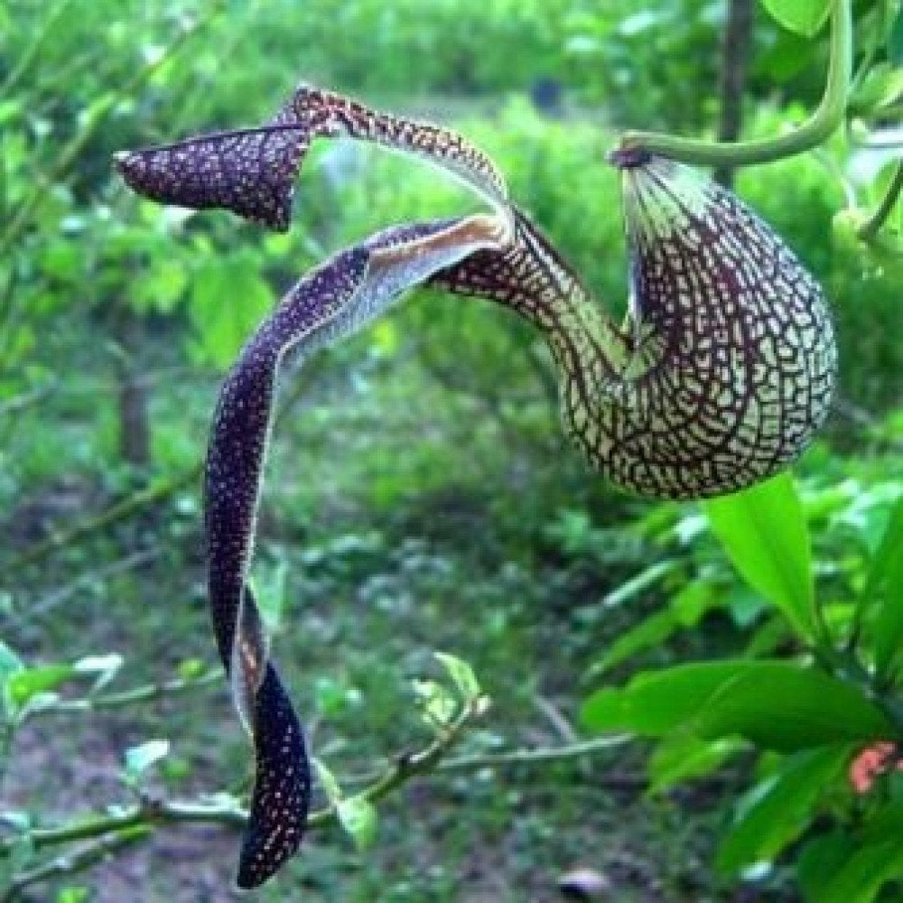 Aristolochia Ringens Flowering Live Plant