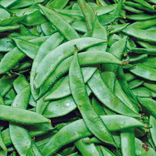 Organic Dolichos Seeds - Open Pollinated