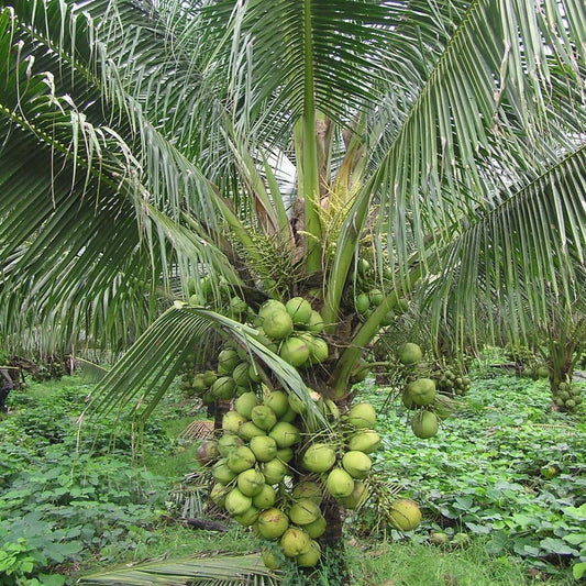 Dwarf x Tall (D x T) Coconut Tree Plant