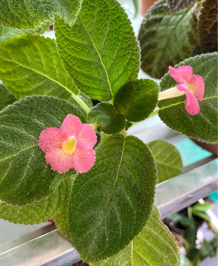 Episcia Cupreata Green Leaf with Pink Flower (Hanging) All Time Flowering Live Plant