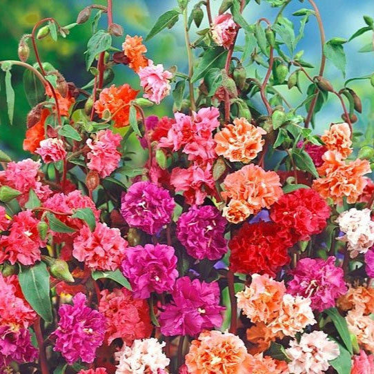 Clarkia Elegant Mix Seeds