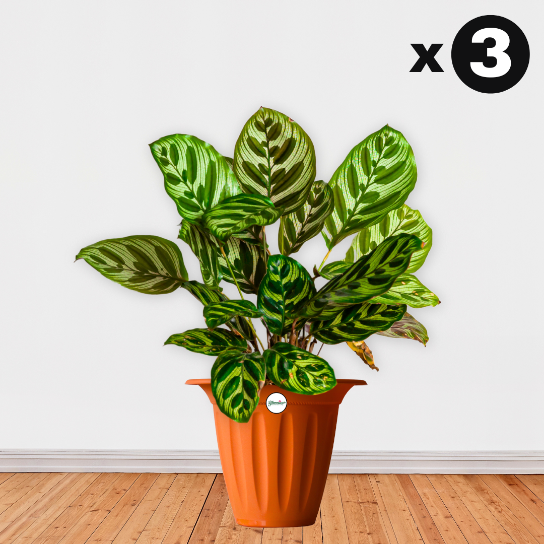 UV Treated Hat Planter/Pot - Terracotta Colour