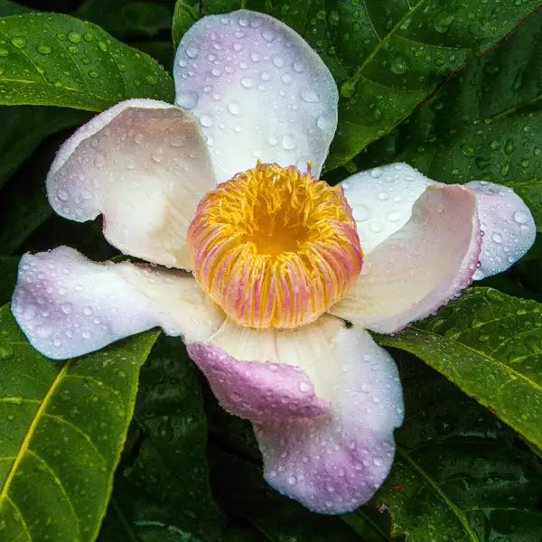 Heaven Lotus (Gustavia Gracillima) Live Plant