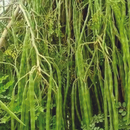 Organic Drumstick (Sedi Murungai) Plant Seeds - Open Pollinated