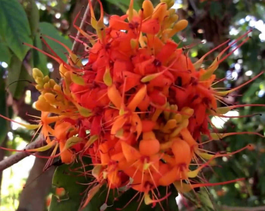Asoka Tree (Saraca indica) Live Plant