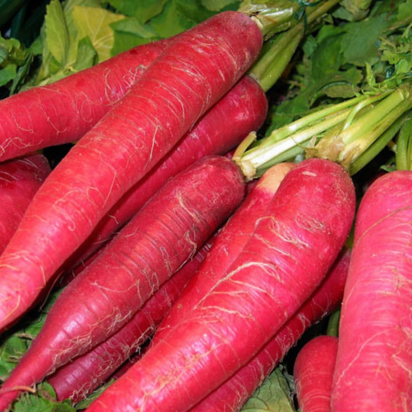 Organic Red Radish Seeds - Open Pollinated