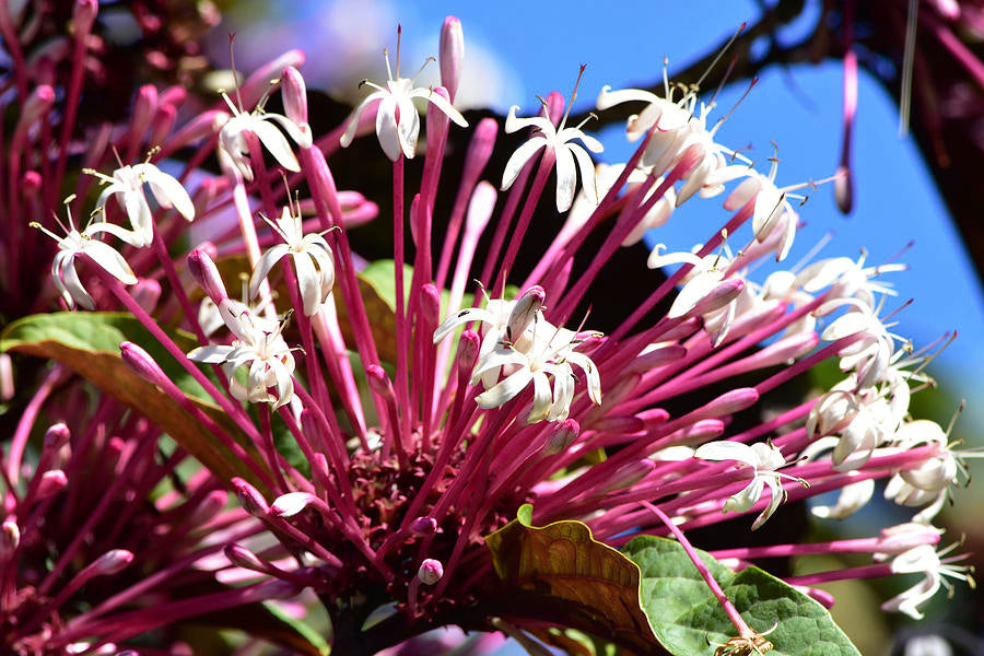 Starburst Bush (Clerodendrum quadriloculare) Rare Flowering Live Plant