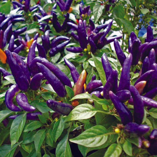 Organic Purple Chilli Seeds - Open Pollinated