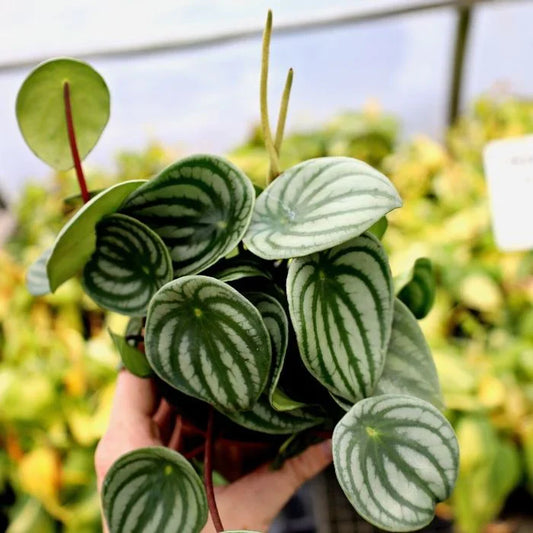 Watermelon Peperomia Indoor / Outdoor Live Plant