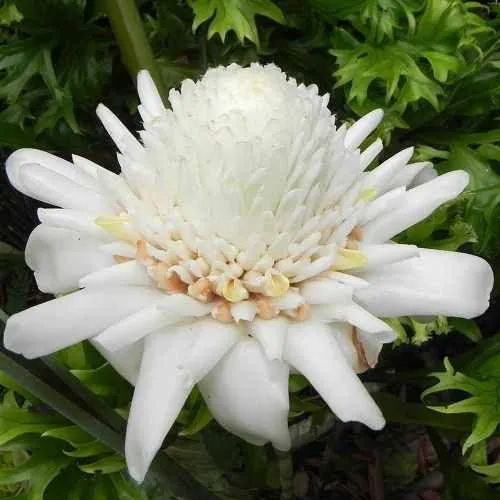 Torch Ginger Live Plants (Pack of 3) Red, Pink and White
