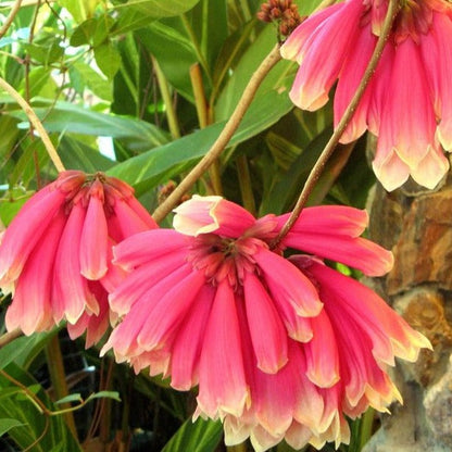Tecomanthe Hillii (Island Creeper) Flowering Live Plant