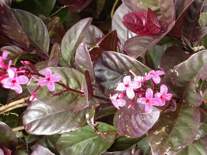 Pseuderanthemum Maculatum (Red Leaf) Flowering Live Plant