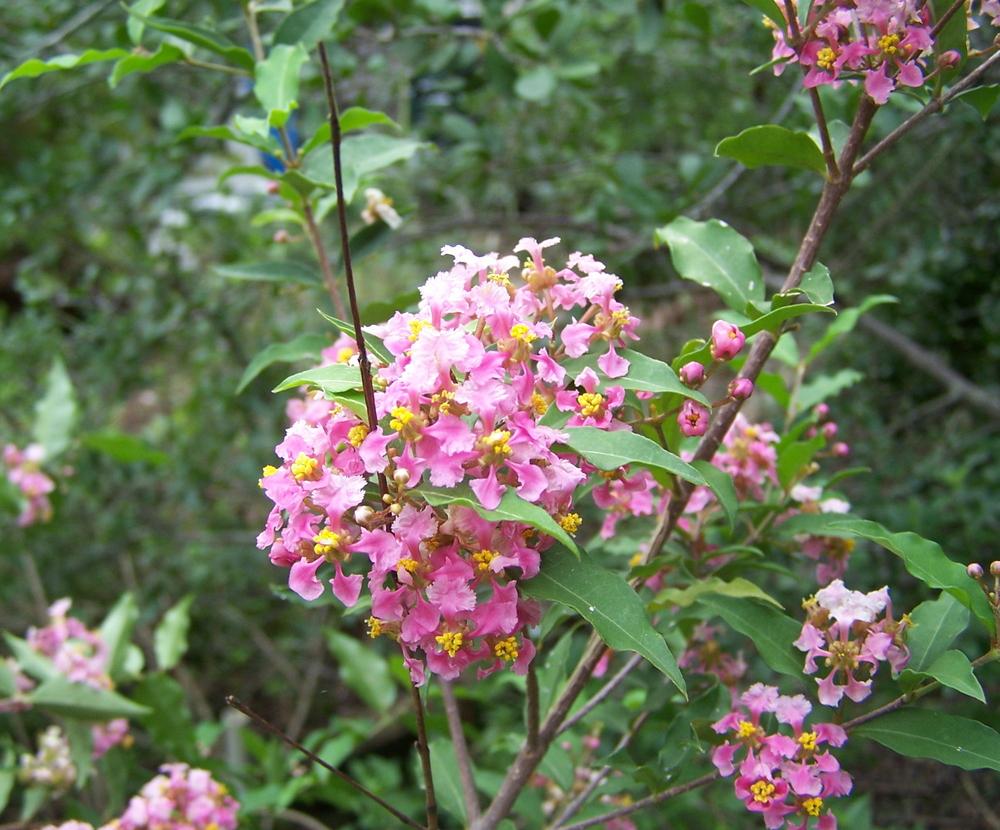 Malpighia Glabra Pink Flowering Live Plant