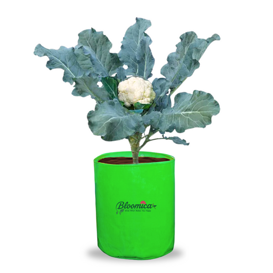 12x18 Inches (1x1½ Ft) - 260 GSM HDPE Round Grow Bag