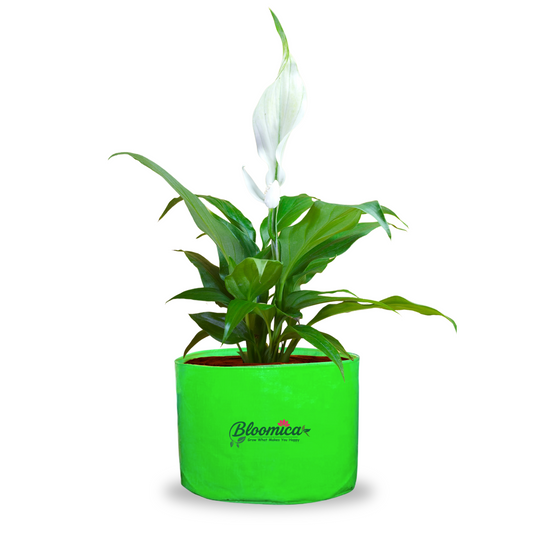 12x9 Inches (1x0.75 Ft) - 260 GSM HDPE Round Grow Bag