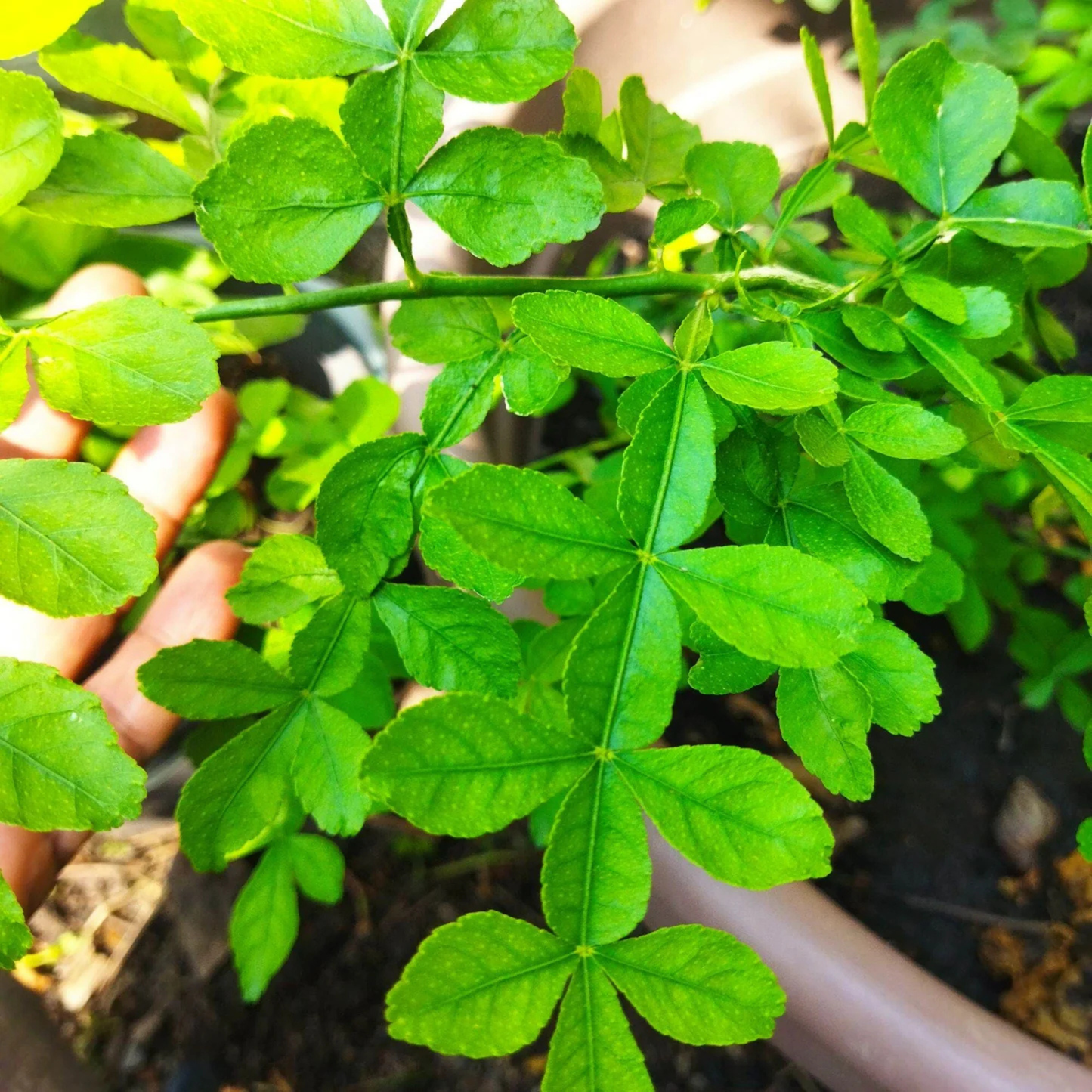 13 Leaves (Trayodasha-patra) Raja Maha Vilvam Plant