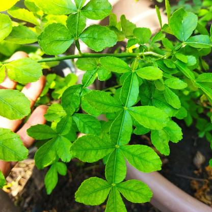 13 Leaves (Trayodasha-patra) Raja Maha Vilvam Plant