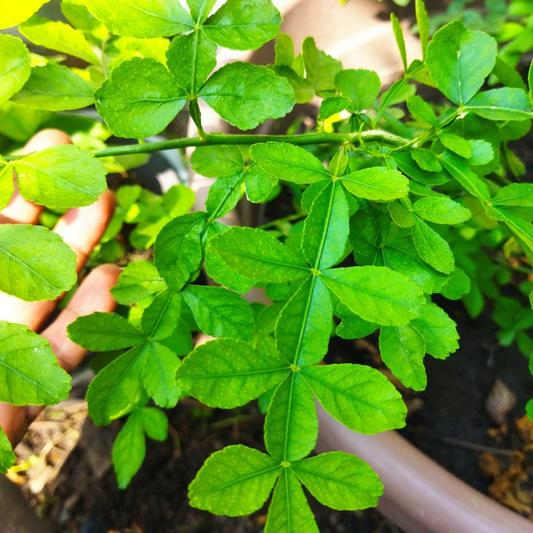 13 Leaves (Trayodasha-patra) Raja Maha Vilvam Plant