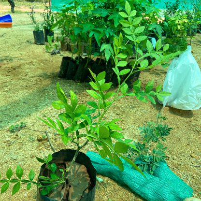 13 Leaves (Trayodasha-patra) Raja Maha Vilvam Plant