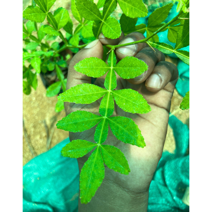 13 Leaves (Trayodasha-patra) Raja Maha Vilvam Plant