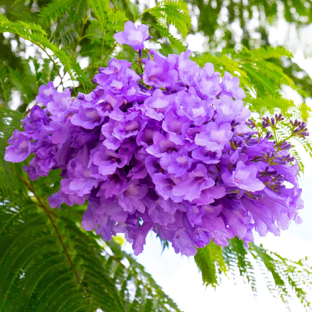 Jacaranda (Jacaranda Mimosifolia) Neel Mohar Live Plant