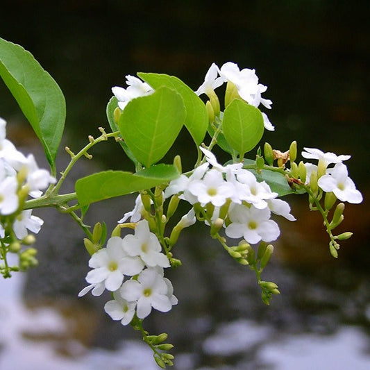Duranta Erecta White Flower with Green Leaves Ornamental Live Plant