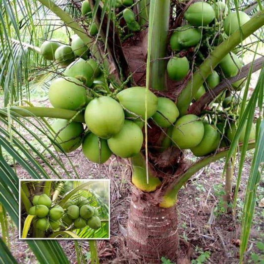 18th Patta (Pathinettam Patta) Coconut Tree Plant