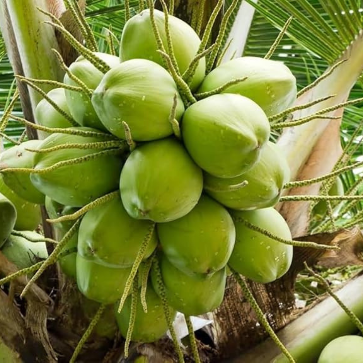 18th Patta (Pathinettam Patta) Coconut Tree Plant