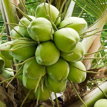 18th Patta (Pathinettam Patta) Coconut Tree Plant