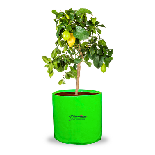 18x18 (1½x1½ Ft) Inches - 260 GSM HDPE Round Grow Bag