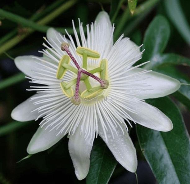 Passiflora Caerulea (Krishna Kamal) White Flowering Live Plant