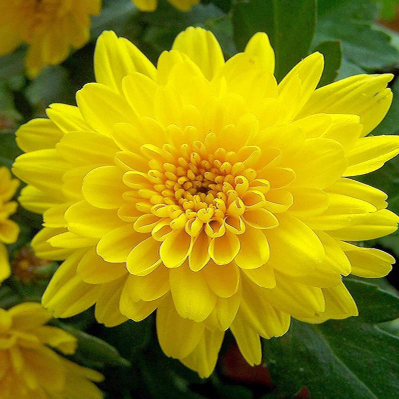 Dwarf Yellow Chrysanthemum Flowering Live Plant - Pot with Flowers