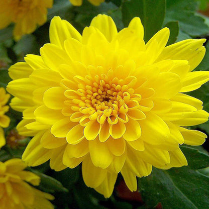 Dwarf Yellow Chrysanthemum Flowering Live Plant - Pot with Flowers