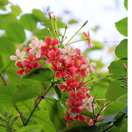 Bush Rangoon Dwarf Madhumalti (Combretum indicum) All Time Flowering Live Plant