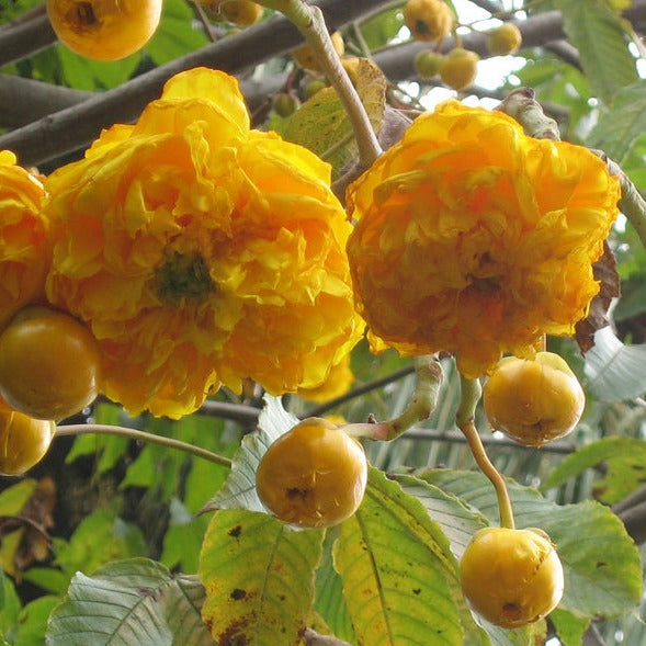 Protocup Tree Buttercup Tree (Cochlospermum) Live Plant – Bloomica