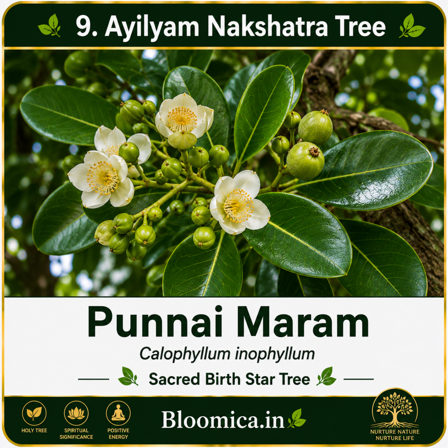 27 Nakshatra Trees Combo Pack | Complete Birth Star Sacred Live Plants Collection