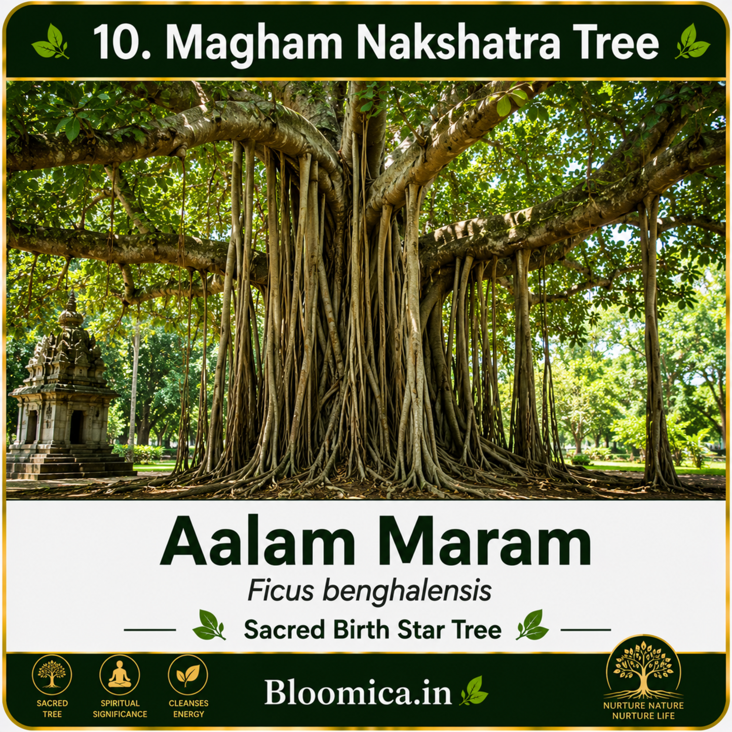 27 Nakshatra Trees Combo Pack | Complete Birth Star Sacred Live Plants Collection