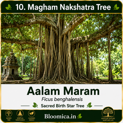 27 Nakshatra Trees Combo Pack | Complete Birth Star Sacred Live Plants Collection