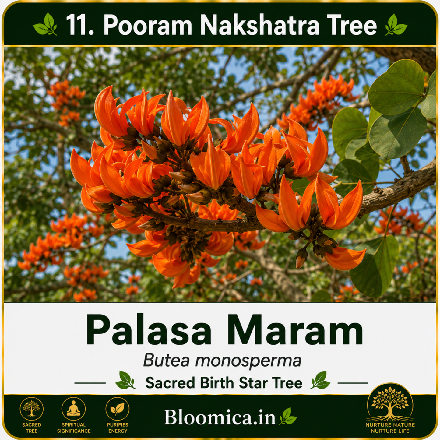27 Nakshatra Trees Combo Pack | Complete Birth Star Sacred Live Plants Collection