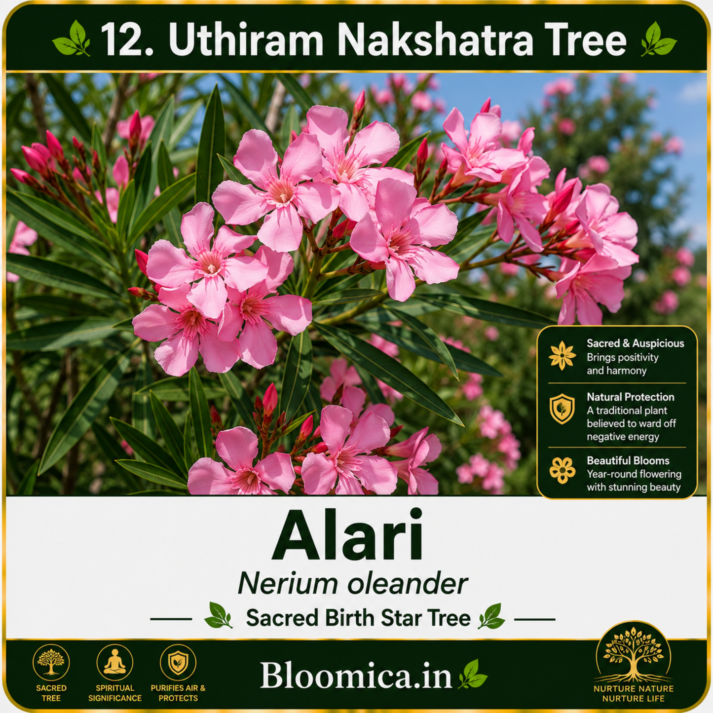 27 Nakshatra Trees Combo Pack | Complete Birth Star Sacred Live Plants Collection