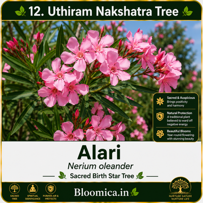 27 Nakshatra Trees Combo Pack | Complete Birth Star Sacred Live Plants Collection