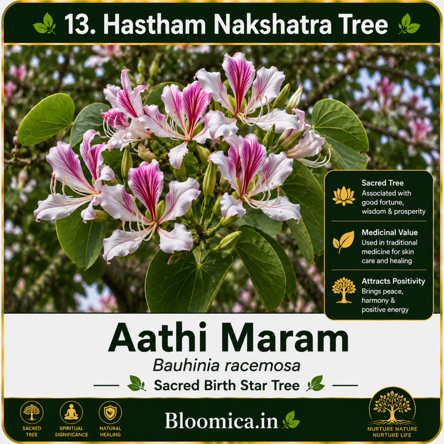 27 Nakshatra Trees Combo Pack | Complete Birth Star Sacred Live Plants Collection