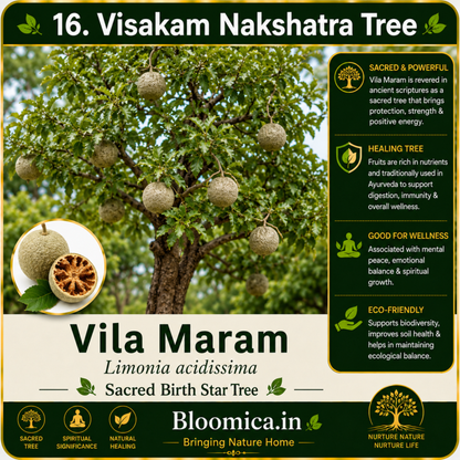 27 Nakshatra Trees Combo Pack | Complete Birth Star Sacred Live Plants Collection