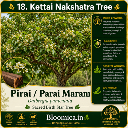 27 Nakshatra Trees Combo Pack | Complete Birth Star Sacred Live Plants Collection
