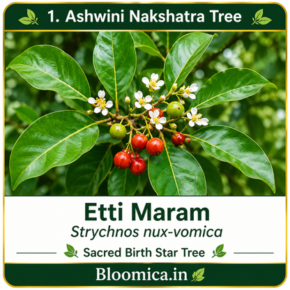 27 Nakshatra Trees Combo Pack | Complete Birth Star Sacred Live Plants Collection