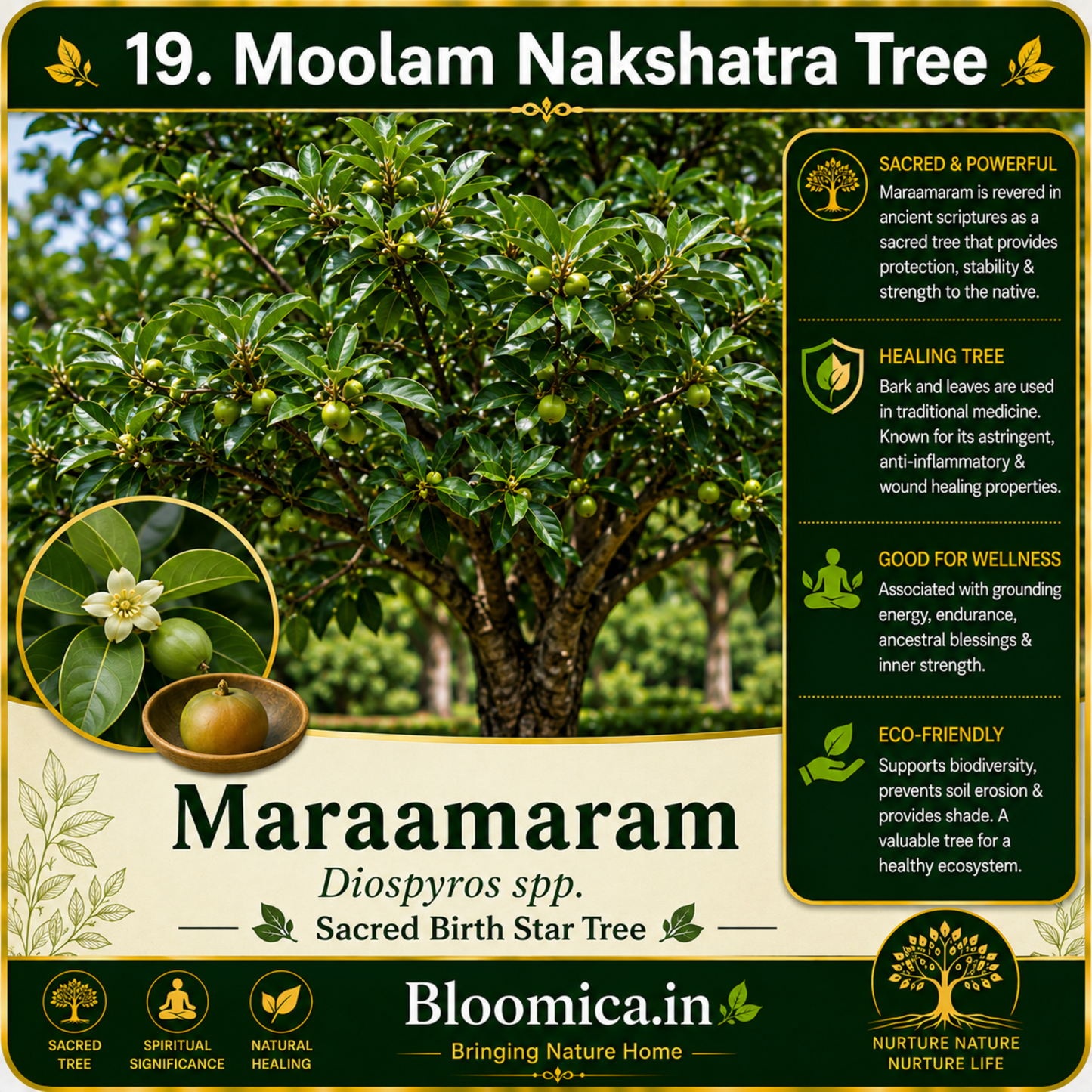 27 Nakshatra Trees Combo Pack | Complete Birth Star Sacred Live Plants Collection