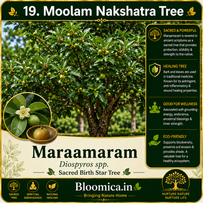 27 Nakshatra Trees Combo Pack | Complete Birth Star Sacred Live Plants Collection