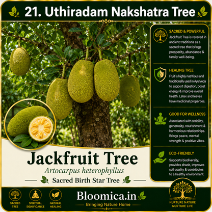 27 Nakshatra Trees Combo Pack | Complete Birth Star Sacred Live Plants Collection